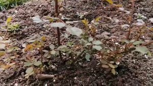 Подкормка роз. Монокалийфосфат. Обработка роз Прогноз +Герольд. Хороший результат после обрезки роз