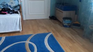 Как поймать Шиншиллу ! #домашнее #видео #шиншилл #на #свободе