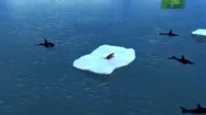 Касатки сбрасывают тюленя-крабоеда с льдины, нагоняя на него волну