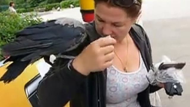 Воронёнок как котёнок Видео Владимира Федоровича смотреть онлайн