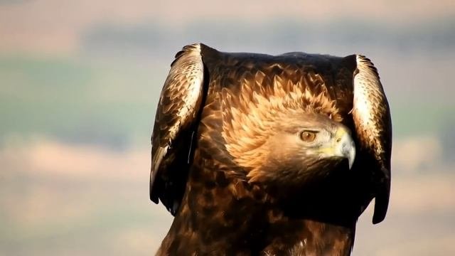 9 секретов "Орла и решки", которые скрываются за красивой картинкой / AdMe