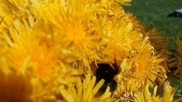Варенье из 365 одуванчиков  (Рецепт под видео).