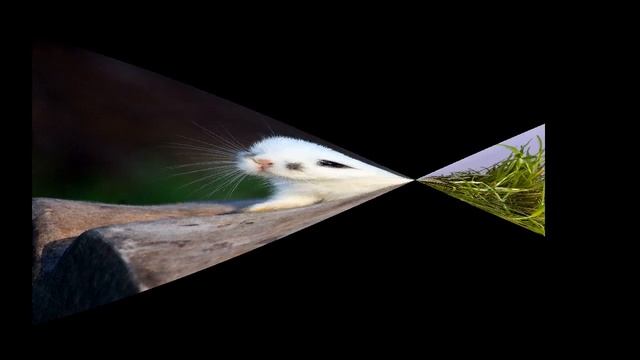 ТОП 4 Лучшие Русские Сказки для Детей К. Ушинский смотреть онлайн