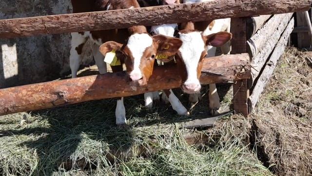 Айрширские тёлочки новый привоз.