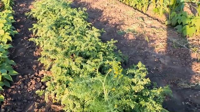 ОБЗОР ОГОРОДА и ТЕПЛИЦЫ на 20 ИЮНЯ 2021г смотреть онлайн