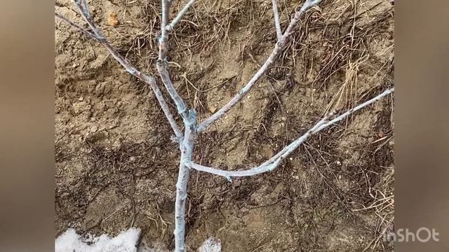 Весенняя обрезка черешни?по системе «Испанский куст» смотреть онлайн