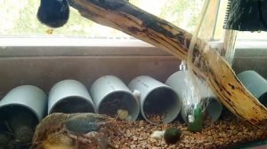 ♋ Раки в аквариуме. Как добиться прозрачной воды в аквариуме