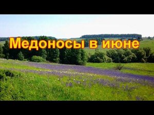 Медоносы в июне