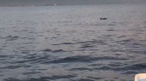 Дельфины на Бали