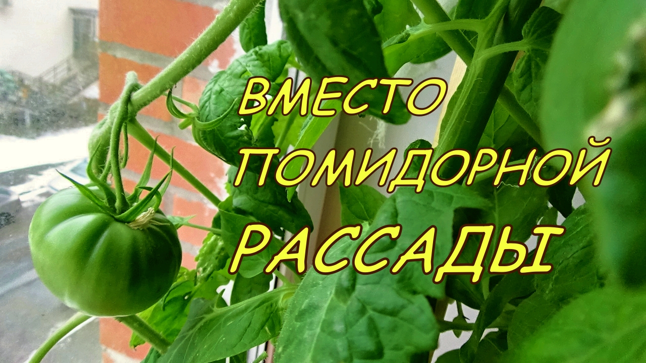 Помидор — растение многолетнее, поэтому нам помидорная рассада не нужна