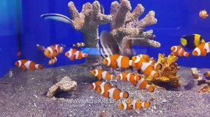 Amphiprion ocellaris (Рыбка клоун)