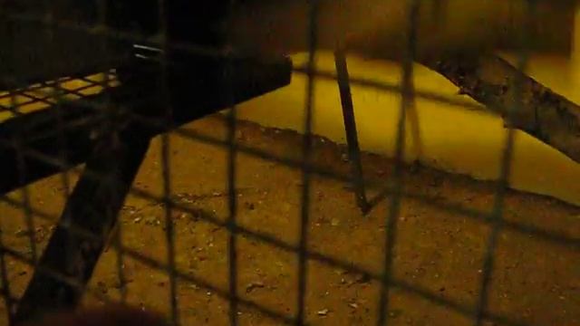 Птица с клювом смотреть онлайн