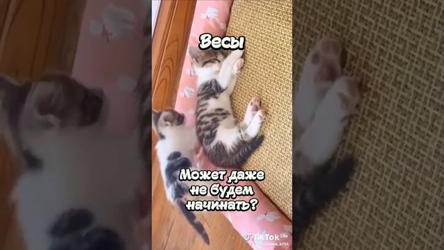 Как ругаются знаки зодиака ? смотреть онлайн