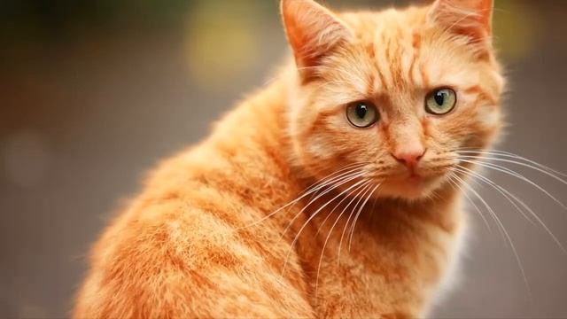 Я накричал на вредного кота, а оказалось, что он спас мне жизнь! смотреть онлайн