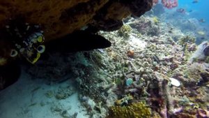 Мурена и групер Raja Ampat 04.18