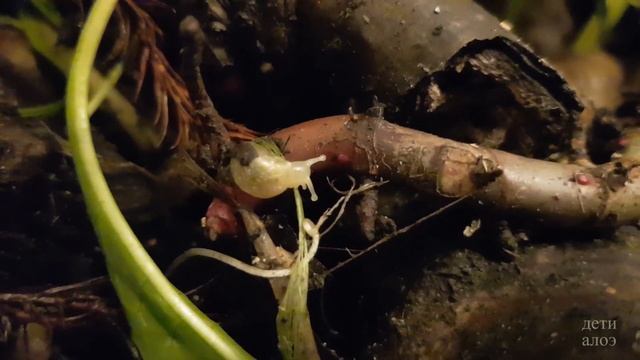 Маты для улиток эксперимент часть вторая  Дети Алоэ