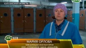 Шадринские гуси.