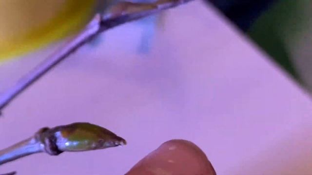 ТОПОЛЬ РАСТЕТ ? смотреть онлайн