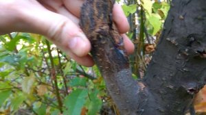 Мелкая желтая слива 10гр которую раньше считал СВГ 05.10.2020