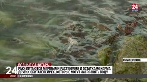 В Симферопольское водохранилище впервые выпустили раков