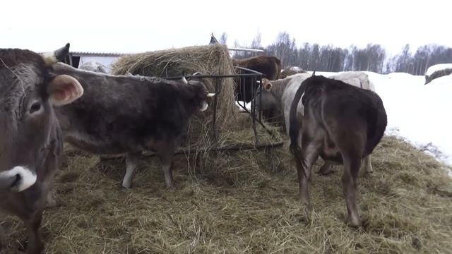 Вольное, беспривязное содержание скота на нашей мини-ферме крс