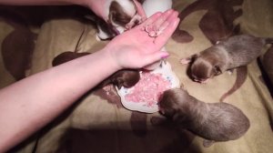 Правильный, первый прикорм щенят.22 дня Чихуа.