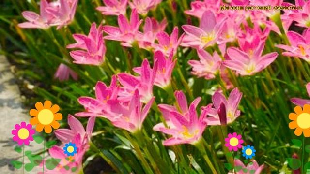 Зефирантес розовый. Краткий обзор, описание характеристик, где купить луковицы zephyranthus rosea смотреть онлайн