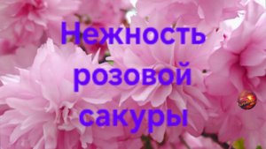 Весна | Сегодня праздник Саду и Душе...| Нежность розовой сакуры в фотографии