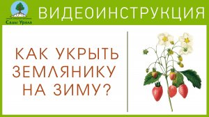 Земляника - Схема посадки и укрытие на зиму