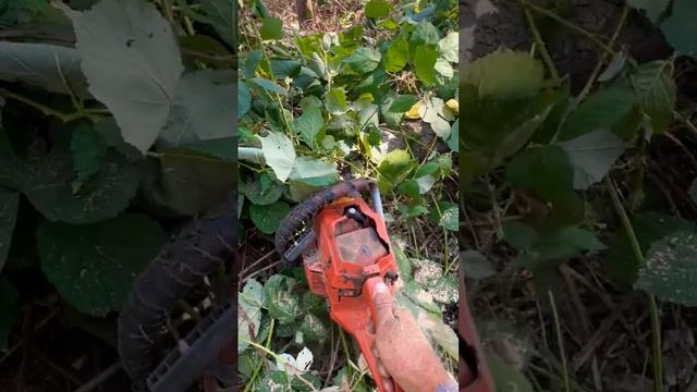 HUSQVARNA 242XP CHAINSAW ORIGINAL MOTOR OVER 25 YEARS ?? #husqvarna #chainsaw #tough