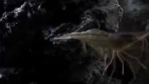 Как передвигаются крабы и креветки?