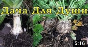 Последний УРОЖАЙ 2019: убираем ЛУК ПОРЕЙ и СЕЛЬДЕРЕЙ на хранение???