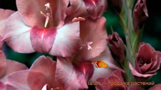 Гладиолус бамбино Турин (gladiolus) ? гладиолус Турин обзор: как сажать рассада гладиолуса Турин смотреть онлайн