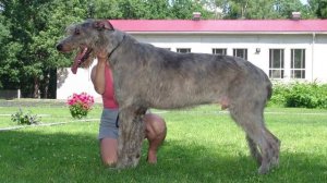 5 САМЫХ БОЛЬШИХ СОБАК В МИРЕ