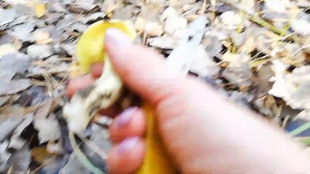 РЯДОВКИ: ТОПОЛЕВАЯ , ЗЕЛЕНАЯ  И СЕРАЯ . Отличительный признак серой рядовки.