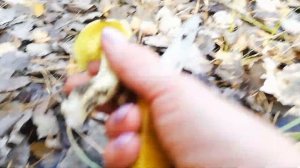 РЯДОВКИ: ТОПОЛЕВАЯ , ЗЕЛЕНАЯ И СЕРАЯ . Отличительный признак серой рядовки.