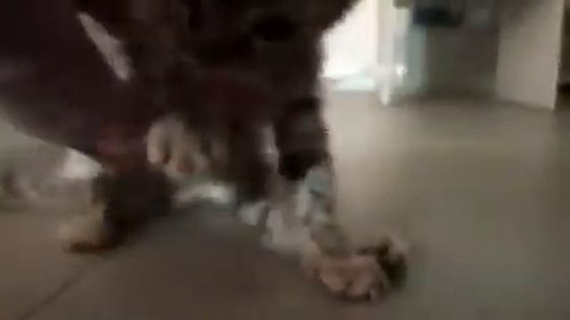 Сотрясение мозга у кошки смотреть онлайн