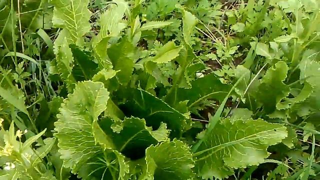 хрен цветет смотреть онлайн