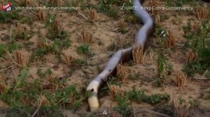 Сумасшедших Моментов Охоты на Королевскую Кобру — копия.mp4