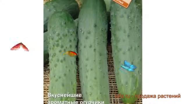 Огурец обыкновенный Лакомка F1 (lakomka f1) ? Лакомка F1 обзор: как сажать, семена огурца Лакомка F смотреть онлайн