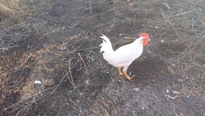 Куры молодые.