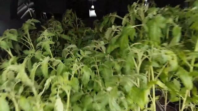 Duster -мечта дачника смотреть онлайн