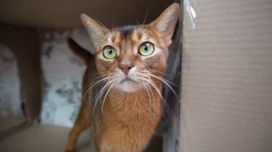 ПОСТРОИЛИ МИНИ ДОМ ДЛЯ УТОЧКИ ЛАЛАФАНФАН ИЗ КАРТОНА