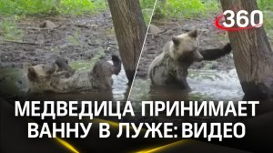 Не подсматривайте за дамой, когда она принимает душ! Медведица купается в грязной луже: видео