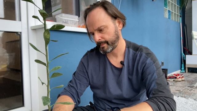 ?Купил саженец мандарина. Теперь думаю, что с ним делать смотреть онлайн