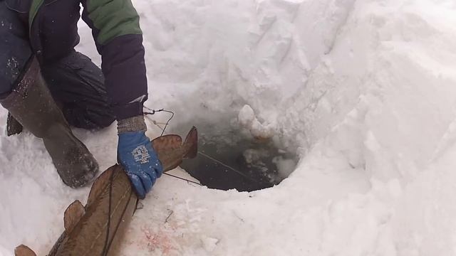 ОТ ТАКОЙ РЫБАЛКЕ ДУХ ЗАХВАТЫВАЕТ. самая уловистая снасть. ловля налима. ТРОФЕЙНАЯ РЫБАЛКА НА ЕНИСЕ смотреть онлайн