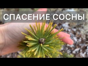 Хвойное не растет, болеет? Проверьте корневую! Пересадка. Сосна обыкновенная Аурея. Дневник садовода