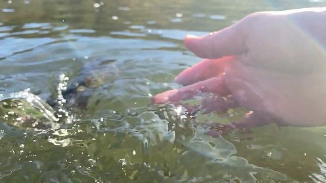 Kiršlių žvejyba rudenį SAN upėje Lenkija - Grayling fishing in San river Poland смотреть онлайн