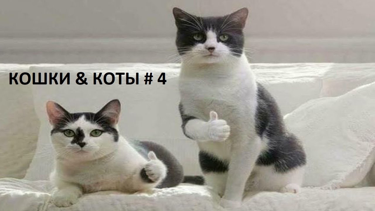 Приколы с Котами и Кошками / Смешные Коты и Кошки 2021/ Лучшее видео с котами и кошками