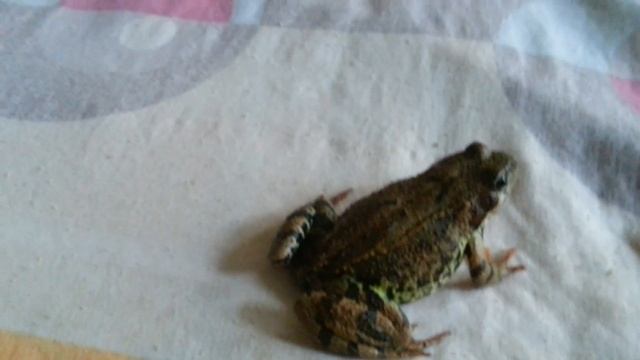 Травяная лягушка (Rana temporaria). Кормление. European common frog. Feeding time. (09.07.2016) смотреть онлайн